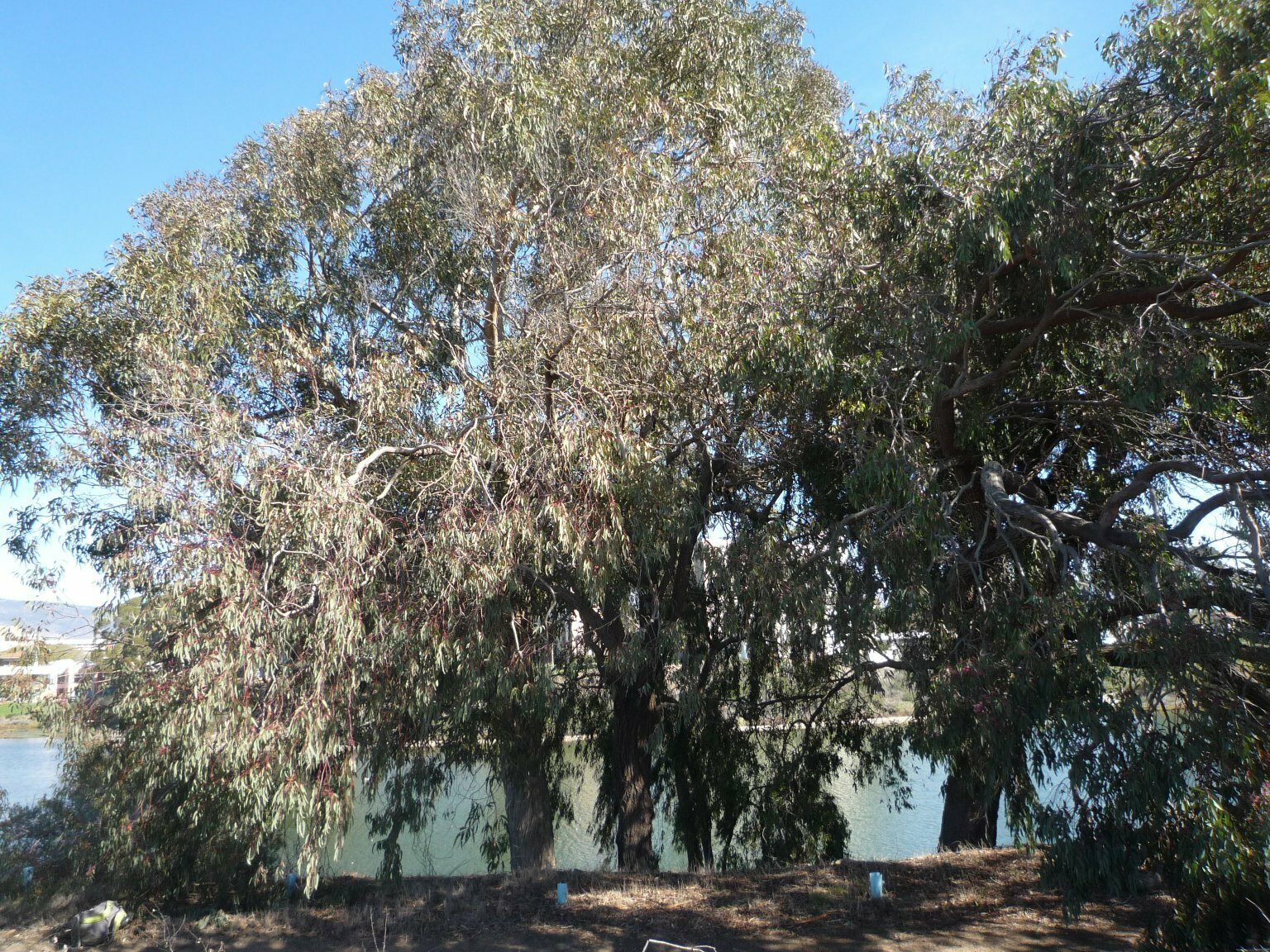 High Resolution Eucalyptus sideroxylon Plant